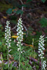 Goodyera pubescens (Downy Rattlesnake Plantain orchid)