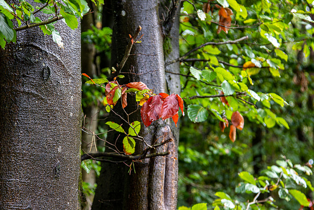 Début d'automne