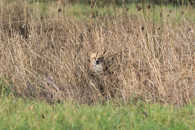 Hiding fox