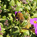 Biene auf Blaukissen  (1 PicinPic)