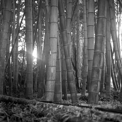 Bamboo