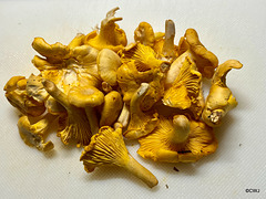 Chanterelle season is upon us