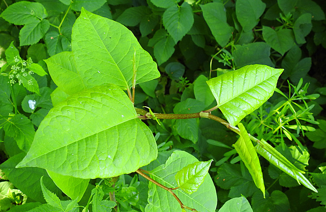 20230531 0379CPw [D~LIP] Japanischer Staudenknöterich (Reynoutria japonica), UWZ, Bad Salzuflen