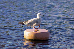 Juvenile Herring Gull