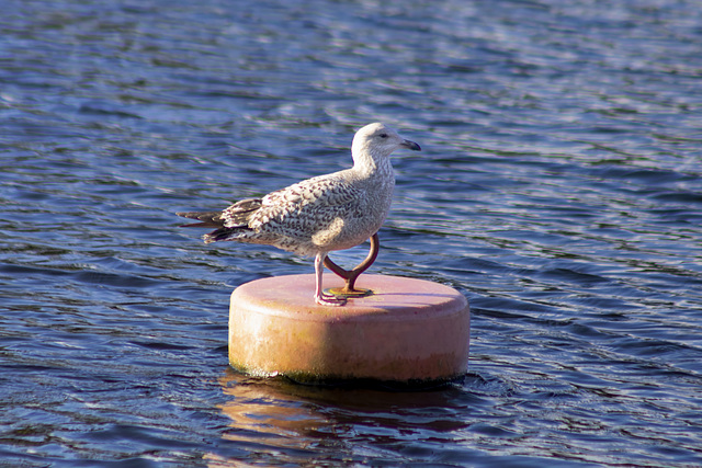 Juvenile Herring Gull Juvenile Herring Gull