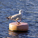 Juvenile Herring Gull