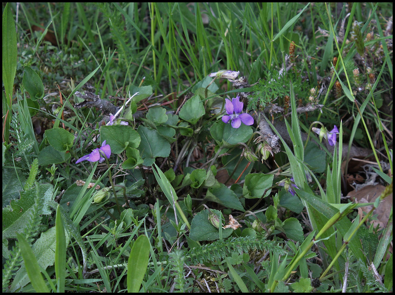 Viola (6)