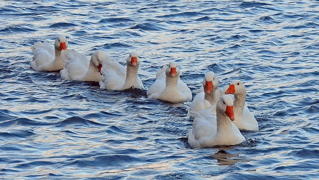 Quack, get in line!!