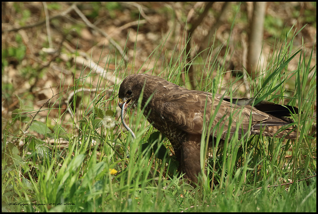 BUSE VARIABLE