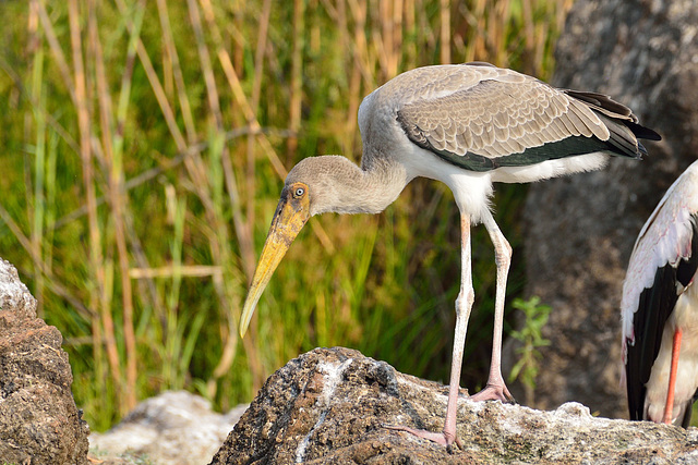 Juvenile tantale ibis