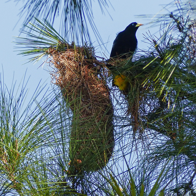 Yellow-rumped Cacique and nest, Brasso Seco trip, afternoon