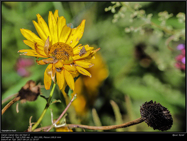 IMG 8638.jpg 2017 09 18 Bloemen + Insecten