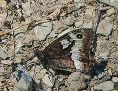 DSC 0435a