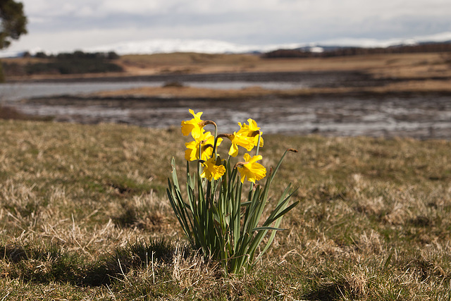 Daffodils at Duart Bay