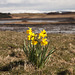 Daffodils at Duart Bay