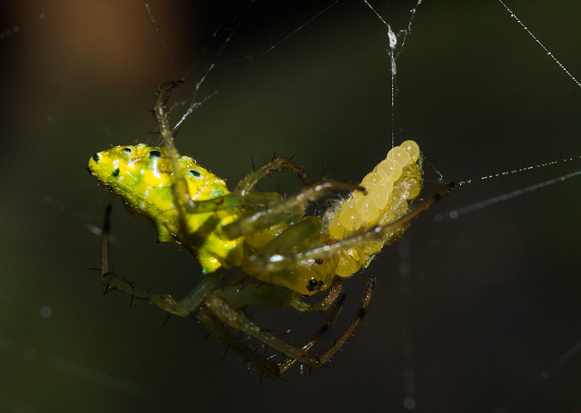 SpiderIMG_2923-1