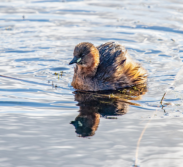 Small grebe