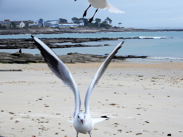 mouette rieuse,