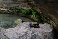 Zion Nat Park, The Narrows L1010754