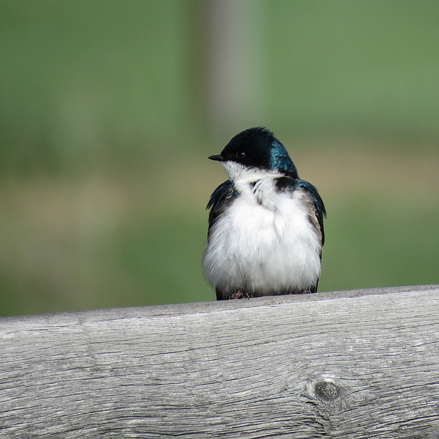 Tree Swallow