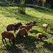 Kamerunschafe in der Herbstsonne II