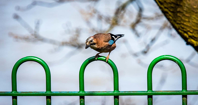 Eastham Woods jay