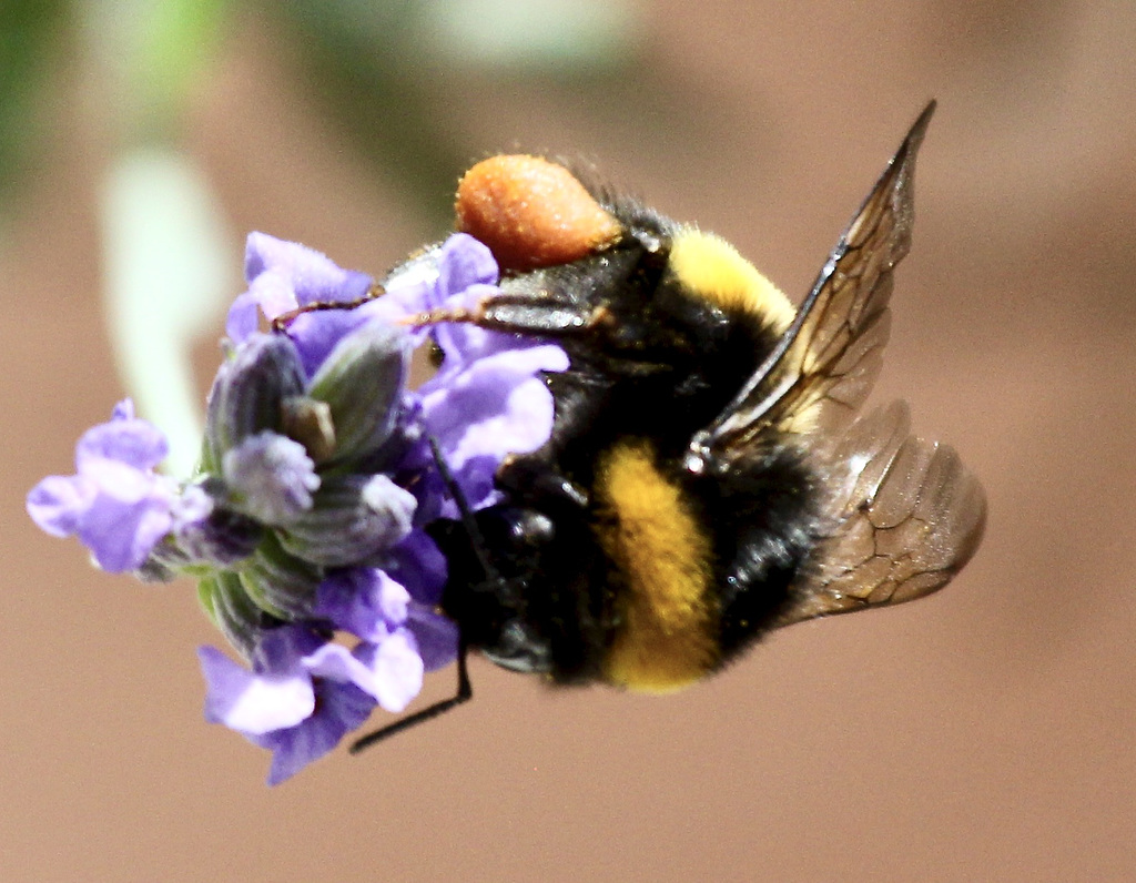 Hummel an Lavendel