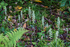 Goodyera pubescens (Downy Rattlesnake Plantain orchid)