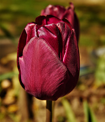 Tulip 6