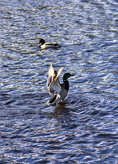 Mallards