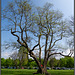 Stolzer Baum auf den Güntzwiesen