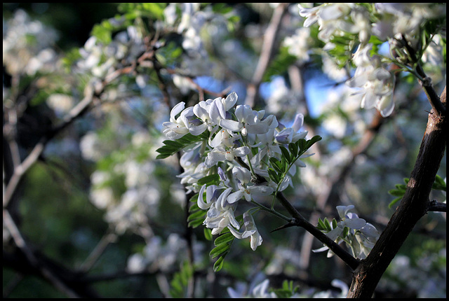Sophora davidii (5)