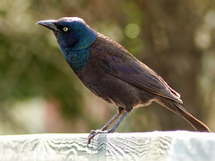 Common Grackle / Quiscalus quiscula