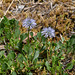 Globularia cordifolium, Herzblätterige Kugelblume - 2017-06-01_D500_DSC1771