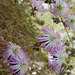 Delosperma cooperii L1040014