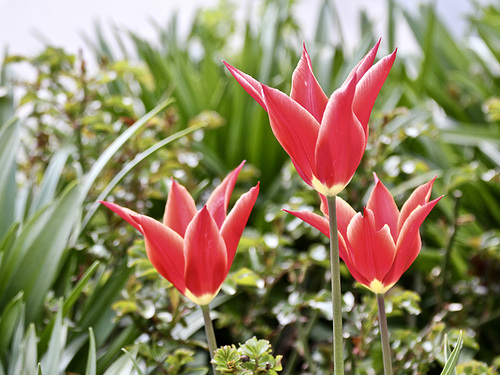 Tulpen Aladdin