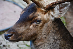 Albania, Llogara, Sika Deer Portrait