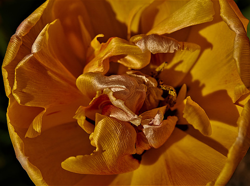 Tulip 5
