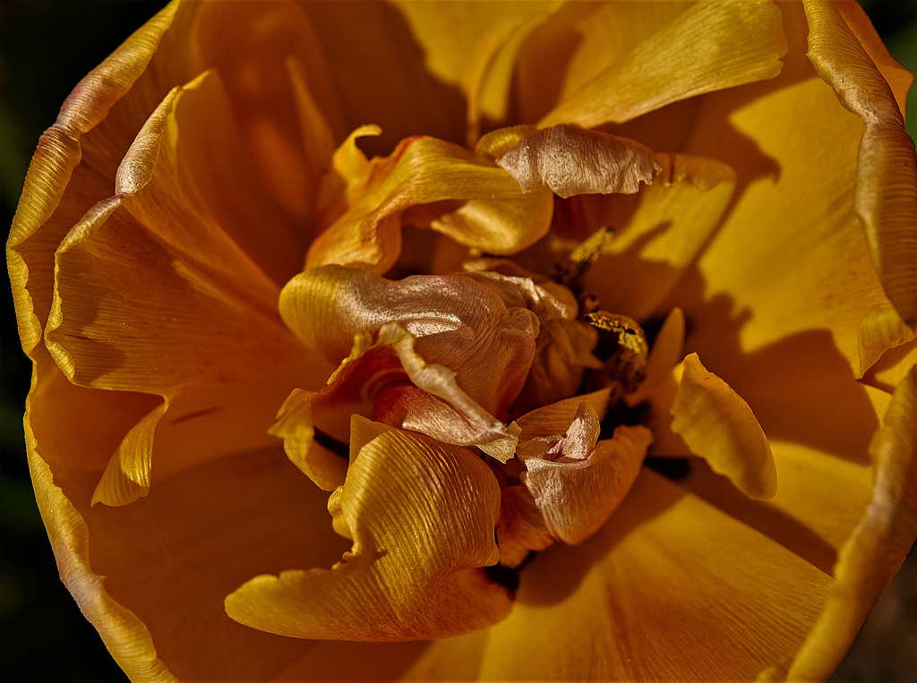 Tulip 5
