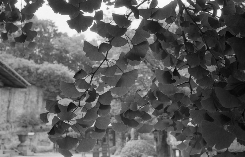 Ginkgo leaves