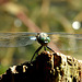 Libelle (Großer Blaupfeil?) auf einem Baumstumpf