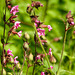 20230531 0381CPw [D~LIP] Rote LICHTNELKE (Silene dioica), UWZ, Bad Salzuflen