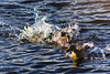 Mallards Fighting