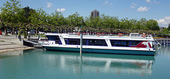 Ein Delphin im Hafen Kreuzlingen