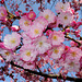 BELFORT: Fleurs de cerisiers 01