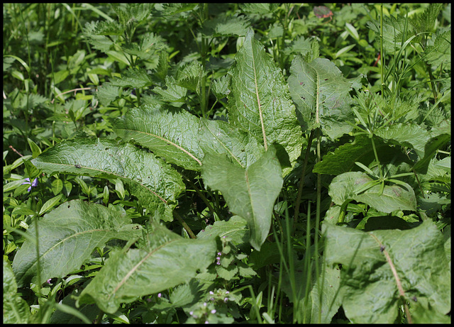 Rumex