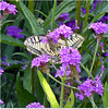 Le jardin des Renaudies en Mayenne