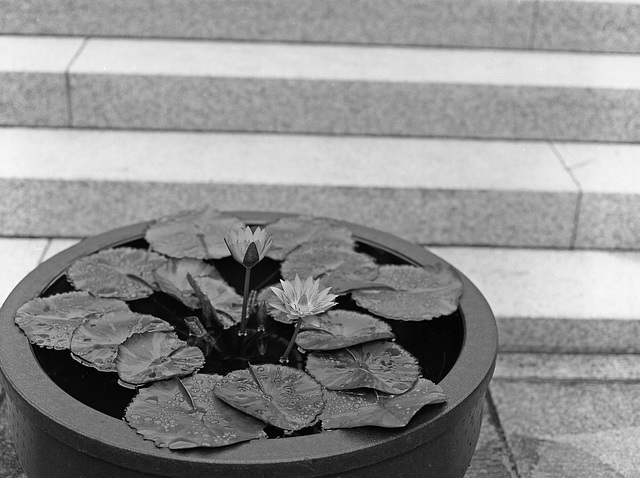 Lotus in a vase