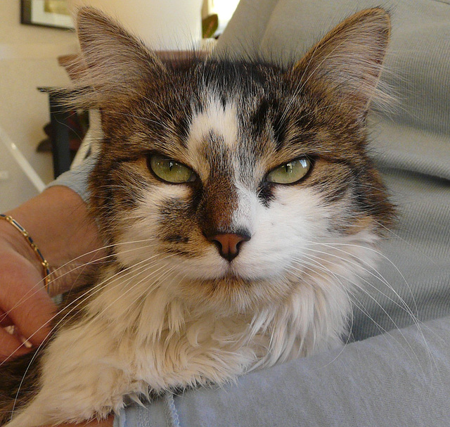Minouche  en 2009