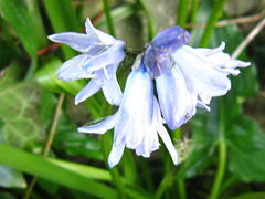 A small but lovely little bluebell